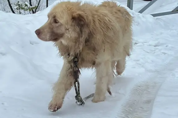 Найдена собака в СНТ Весна, Новая Москва