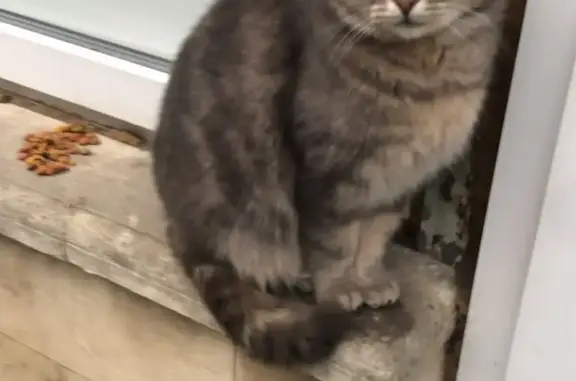Найден кот: Тружеников 2А, Мичуринский
