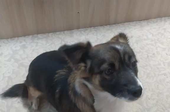 Найдена собака: Шестакова, 5А, Волжск
