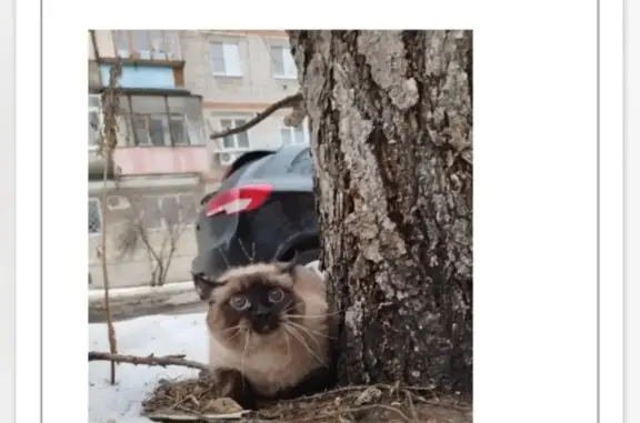 Найдена кошка: Заря, 1, Казань