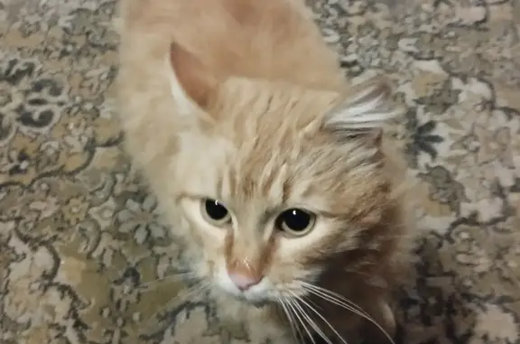 Найден рыжий кот: Кубинка, СНТ Нива