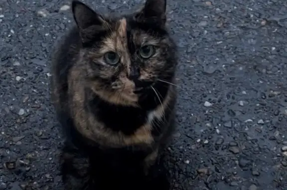 Найдена кошка: Чистопольская, 85А, Казань