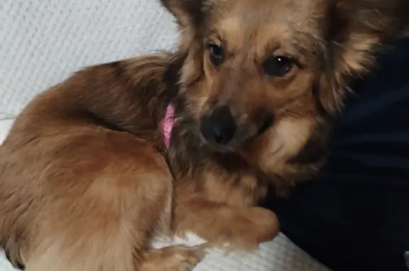 Собаки потеряшки, Санкт-Петербург, фото: Потеряшка собака: пр-т Авиаконструкторов, 15к1