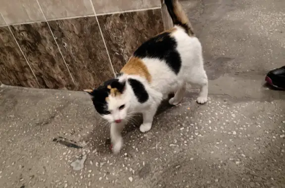 Найдена кошка на ул. Калинина, 8