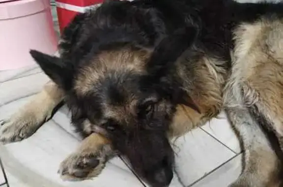 Найдена собака: Садовая ул., 133, Краснодар