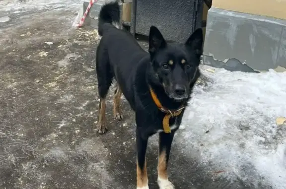 Найдена собака на Кутузовском, 22 к2