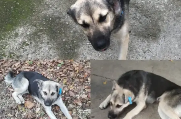 Пропала собака в Сочи, тел. 8-993-313-09-47
