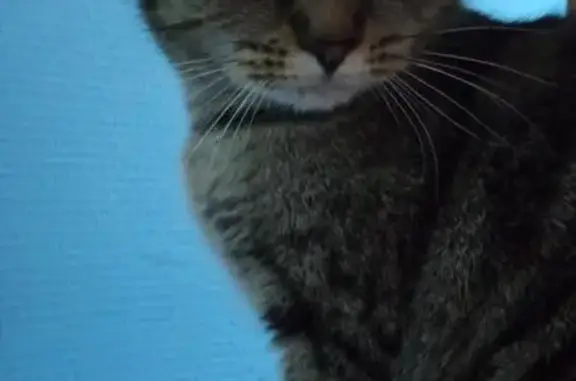 Пропала кошка: С. Разина, 21, Тольятти