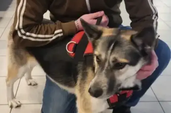 Найдена собака, Скальная ул., Мурманск