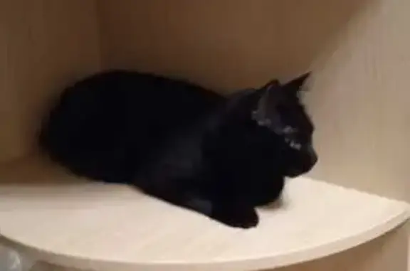 Пропала чёрная кошка, Сосновый проезд