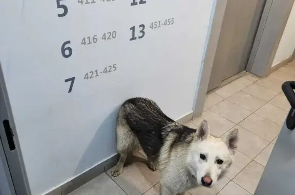Собака найдена: Свиридова, 14