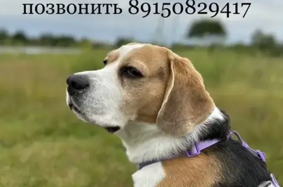 Пропала собака, Власовская, 89150829417