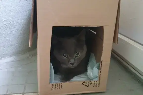 Кошка найдена: Серебрякова, 3 к1