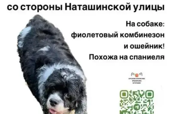 Пропала собака: ул. Борисовские Пруды