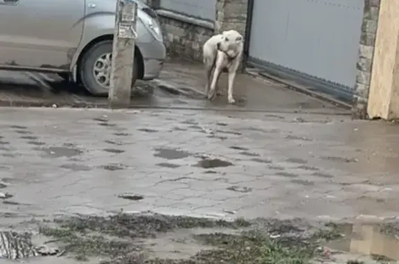 Найдена собака, Звенигородский проезд, 41