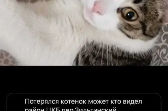 Пропала кошка: Зильгинский пер., 9