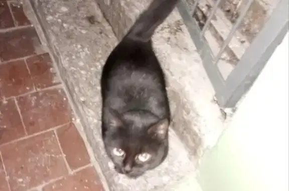 Найдена кошка: Первомайская ул., 2