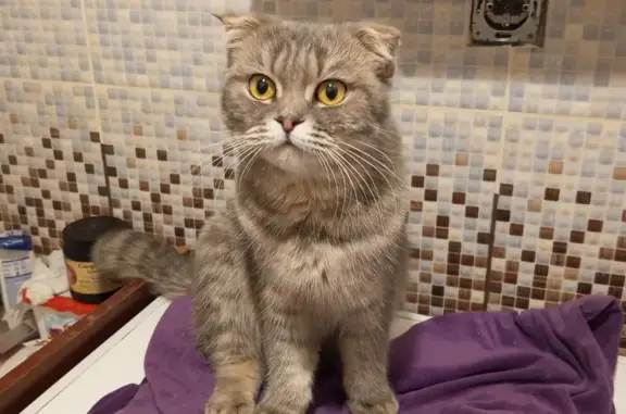 Вислоухая кошка найдена: Ленина, 5