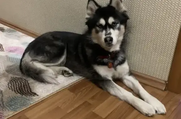 Собаки потеряшки, Нижний Новгород, фото: Потеряшка хаски, Передовая 1, Н. Новгород