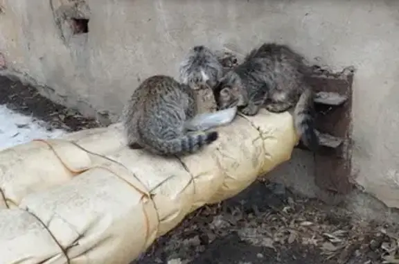 Найдены котята, ул. Гагарина, Челябинск