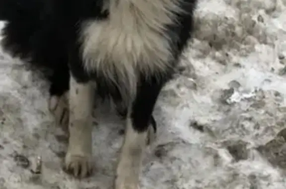 Найдена собака в Каслинском поселении