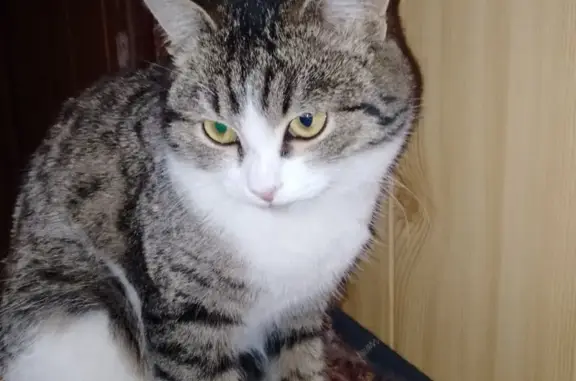 Найдена кошка: Ульяновское ш., Сызрань