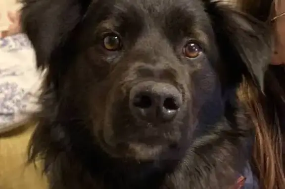 Пропала собака в Изумруде, Свердловской