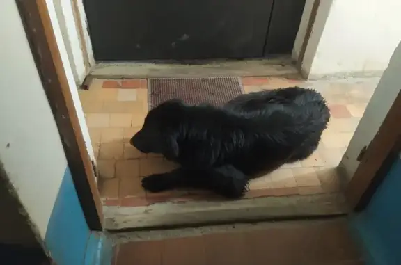 Найдена собака: ул. Павленко, Симферополь
