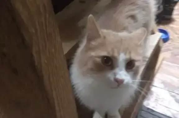 Найдена кошка: Карачижская, 74, Брянск