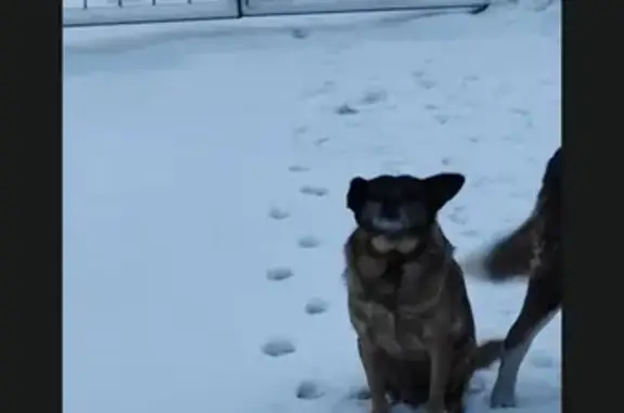 Пропала собака: Ленина, 15, Болохово