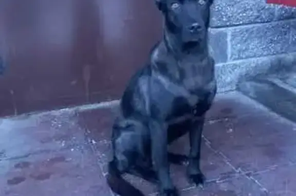 Черная собака ищет хозяина в Уфе
