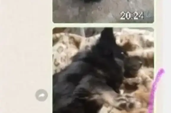 Пропала собака на Петрищева, 3А