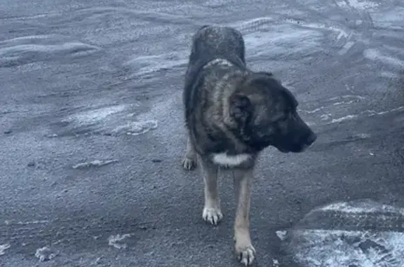Найдена собака на трассе М-4, 324 км