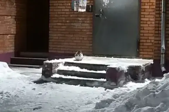 Найдена кошка, Школьный пер., 25, Томск