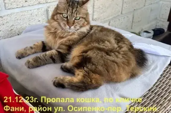Пропала кошка на Осипенко, 66