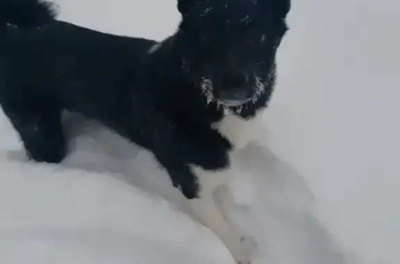 Пропала собака в Утынском, Брянск