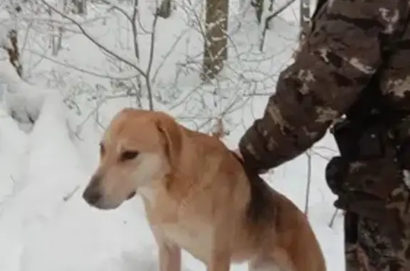 Найдена собака в Оболенске, пр-т Биологов, 9
