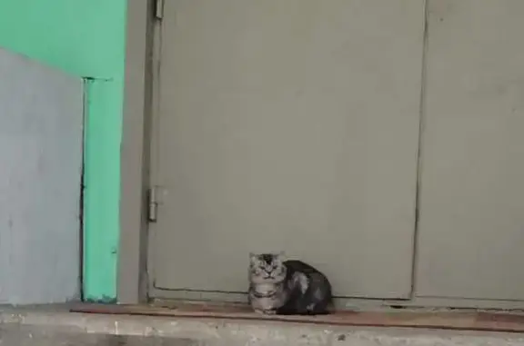 Найден котик на ул. Воровского, 3
