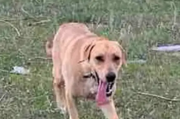 Собаки потеряшки, Белозерки, фото: Потеряшкаи собаки: Дзержинского, 43Б