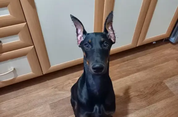 Собаки потеряшки, Волгоград, фото: Потеряшка собака, ул. Губкина, 7