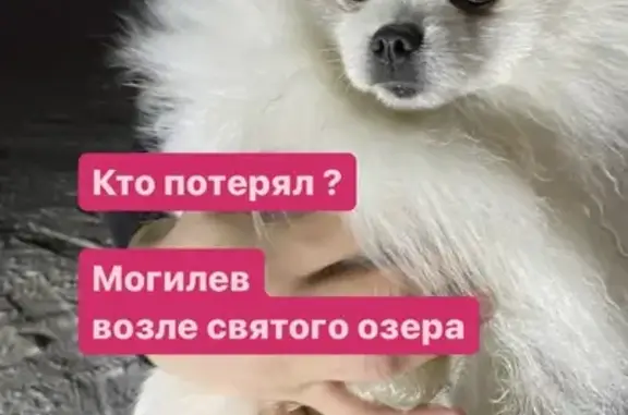 Найдена собака – ул. Симонова, Могилёв
