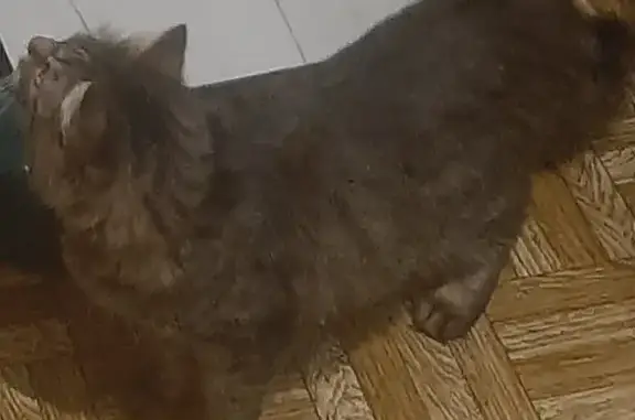 Пропала кошка на Горпищенко, 94