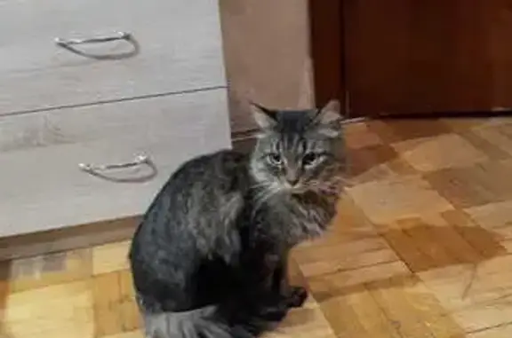 Найдена кошка, ул. Ленина, 74, Ижевск
