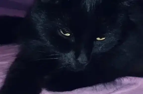 Пропал черный кот: Порошина, 31