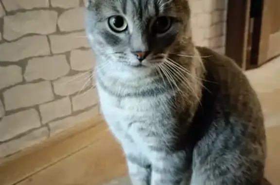 Найдена кошка: ул. Хользунова, 21А