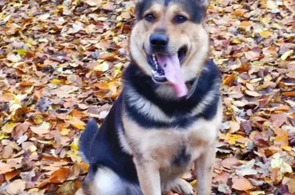 Собаки потеряшки, Калининградская область, фото: Потеряшка пёс Гром, Сызранская, Сад №2