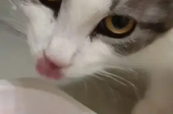 Кошки потеряшки, село Покрово-Пригородное, фото: Потеряшка кошка: Советская ул., 8