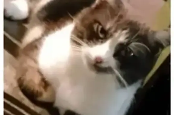 Пропала кошка Муся, Российский заезд, 32
