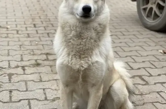 Пропала собака в Иванково, Вологда