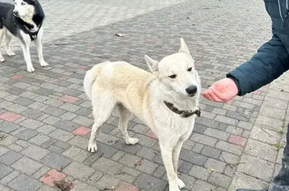 Найдена собака на Красной ул., Краснодар